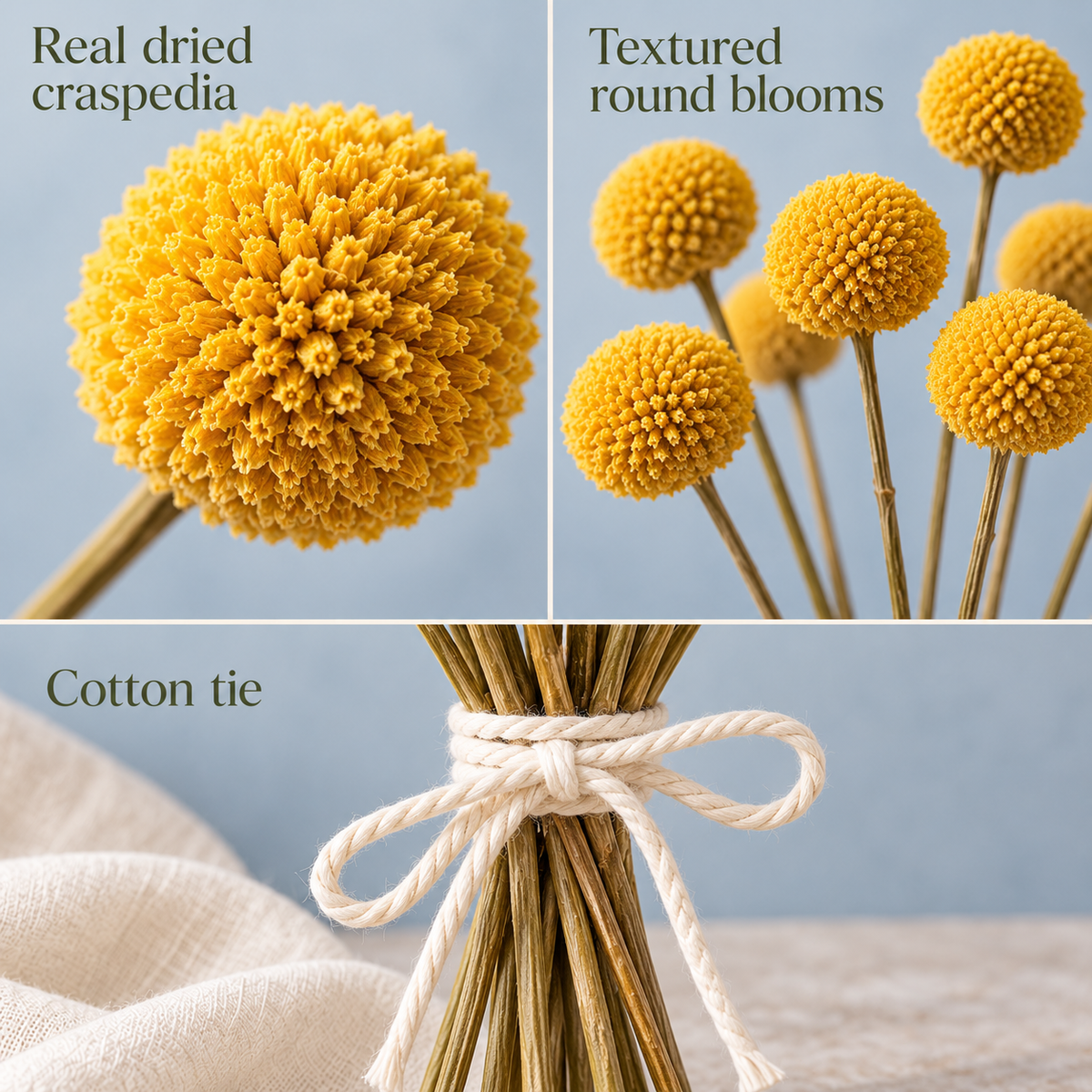 huaongy™ Golden Punctuation Dried Billy Button Flowers — 12 Real Yellow Craspedia Stems for Bud Vases & Modern Floral Arrangements