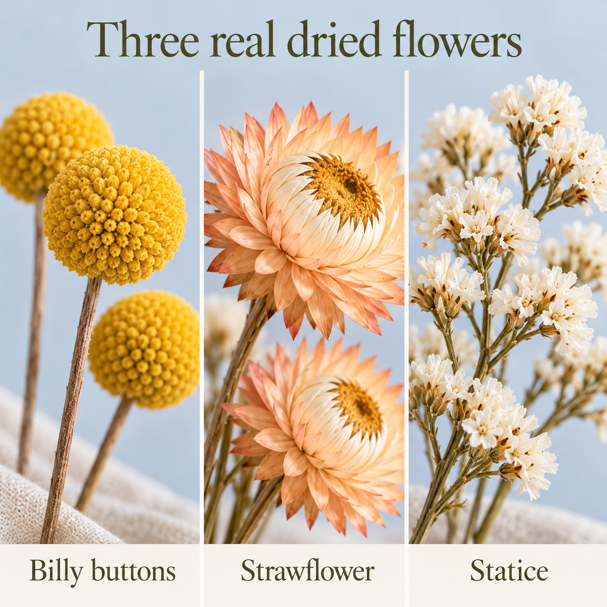 huaongy™ Honey Atelier Dried Flower Bouquet — 20 Real Yellow Billy Button, Apricot Strawflower & White Statice Stems